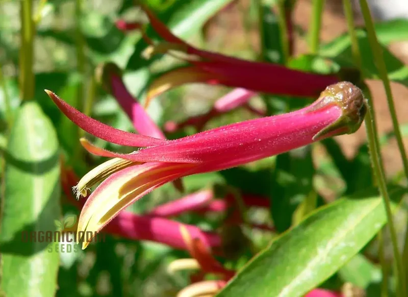 Lobelia Laxiflora Subsp. Laxiflora Flower Seeds, Beautiful and Hardy Garden Addition, Premium Quality Gardening Seeds