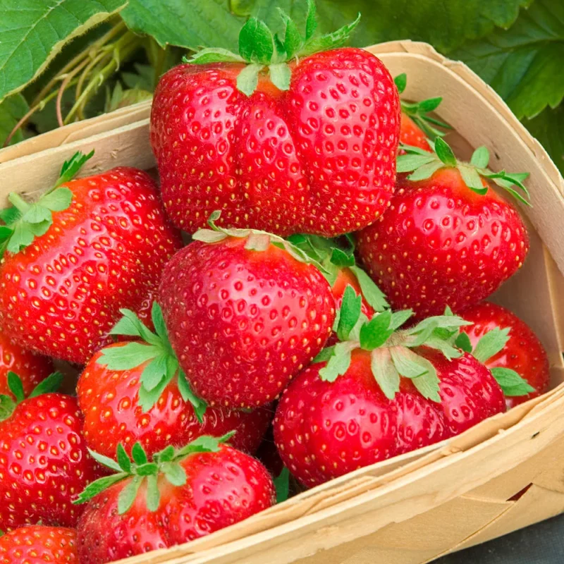 Duchesnea Harlequin Strawberry fruit Seeds, Growing Exquisite Fruits and Seeds for Your Gardening and Planting Pleasure