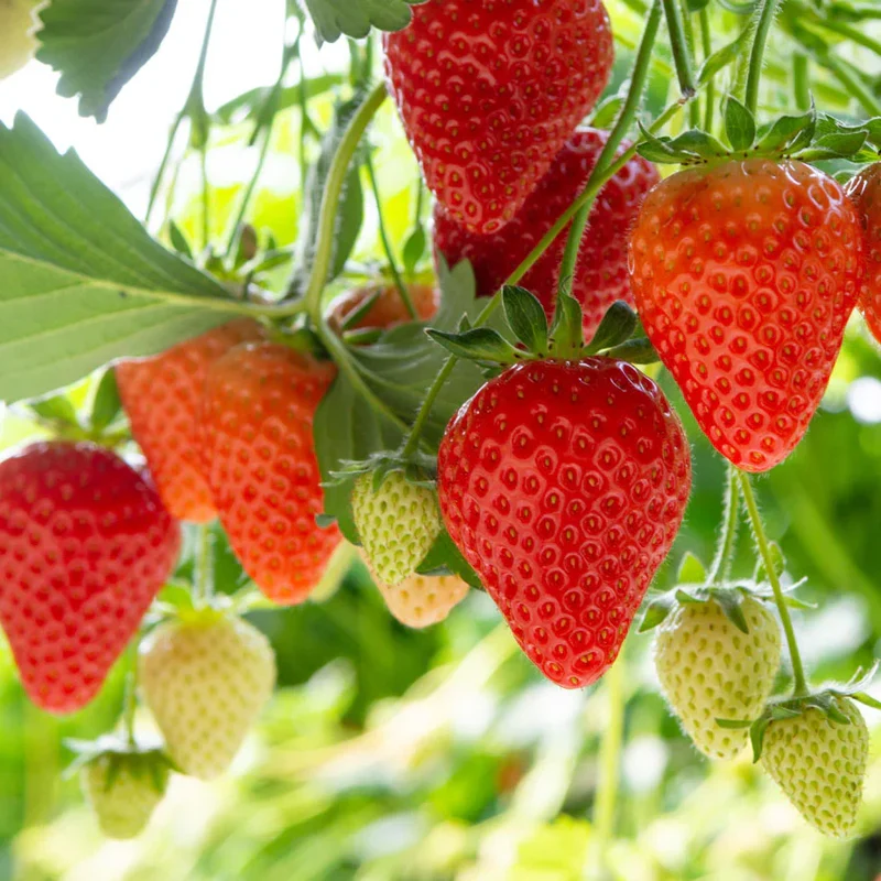 Duchesnea Harlequin Strawberry fruit Seeds, Growing Exquisite Fruits and Seeds for Your Gardening and Planting Pleasure