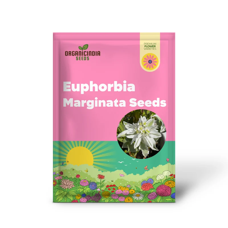 Euphorbia Marginata 'Kilimanjaro' Seeds - Hardy Annual for Planting in Borders and Containers