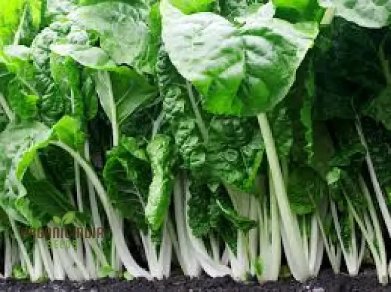 SWISS CHARD FORDHOOK GIANT Seeds for Planting Your Garden | Buy Seeds Online