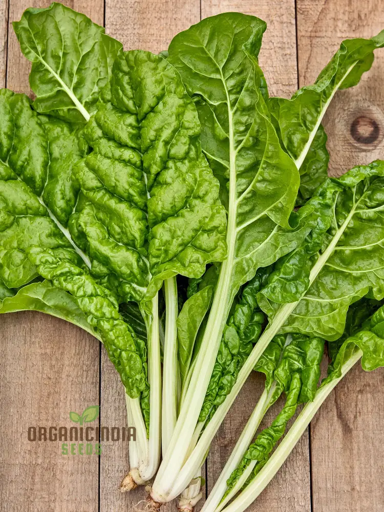 SWISS CHARD FORDHOOK GIANT Seeds for Planting Your Garden | Buy Seeds Online