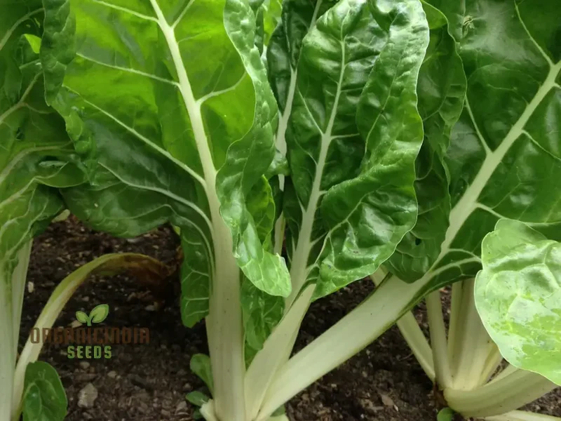 SWISS CHARD FORDHOOK GIANT Seeds for Planting Your Garden | Buy Seeds Online