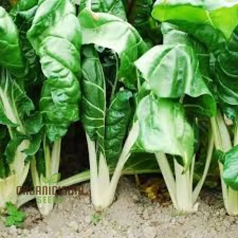 SWISS CHARD FORDHOOK GIANT Seeds for Planting Your Garden | Buy Seeds Online