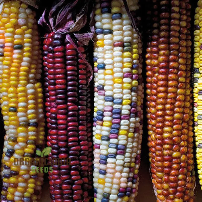 Sweetcorn Fiesta Seeds - Premium Quality for Your Gardening Needs