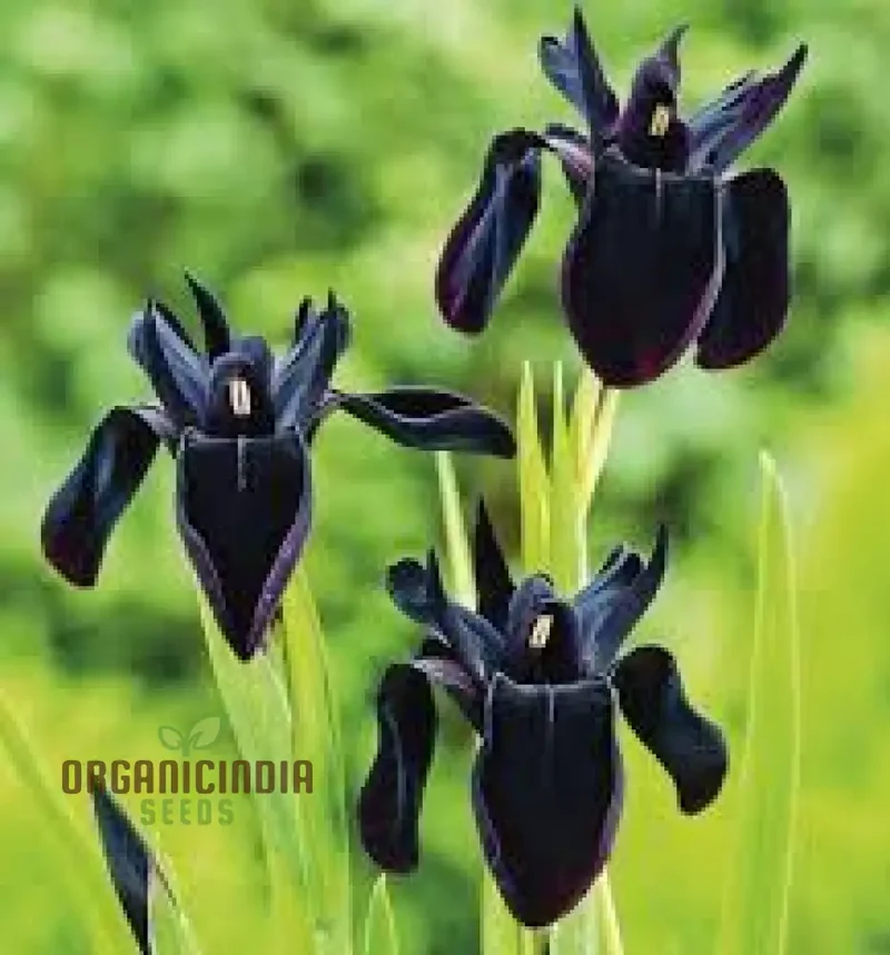 Iris Chrysographes Seeds : Exquisite Black Iris for Your Garden - Hardy Perennial Seeds for Stunning Floral Displays