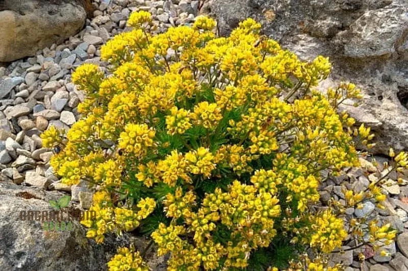Draba Korabensis Flower Seeds For Planting, Rare Alpine Elegance for Your Garden