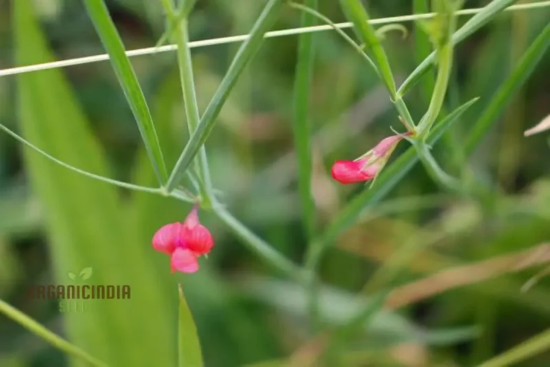 Lathyrus Sphaericus Seeds Elevate Your Gardening Experience with Rare and Exquisite Blooms!