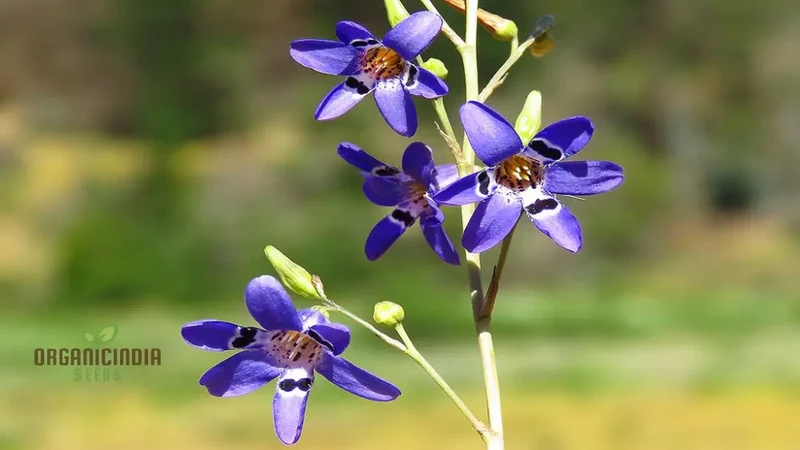 Conanthera Bifolia Flower Seeds, Unique and Elegant Garden Addition, Premium Quality Gardening Seeds