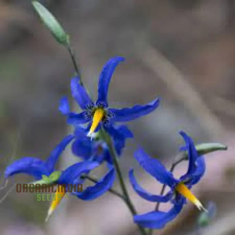 Conanthera Bifolia Flower Seeds, Unique and Elegant Garden Addition, Premium Quality Gardening Seeds
