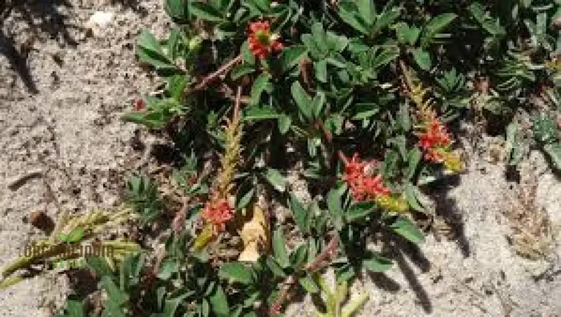 Indigofera Hirsuta Seeds : Gardening Tips, Care Guide, and Growing Advice for Longevity