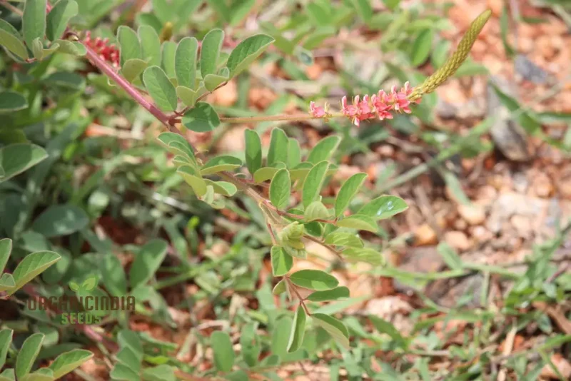 Indigofera Hirsuta Seeds : Gardening Tips, Care Guide, and Growing Advice for Longevity