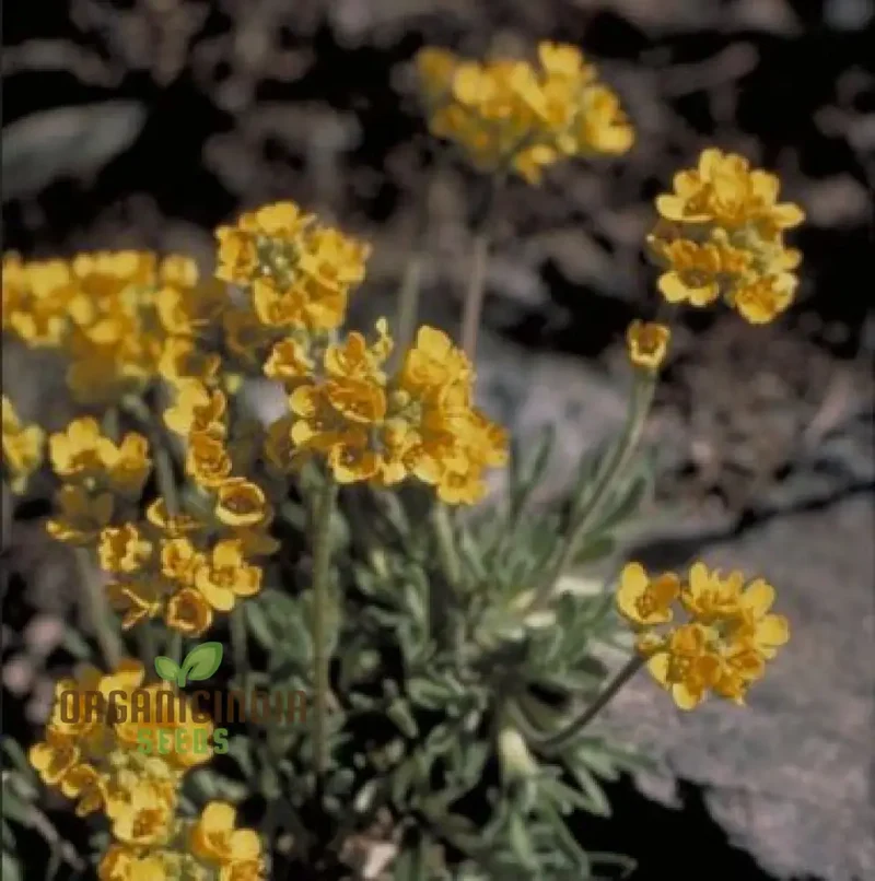 Draba Incerta Flower Seeds For Planting, Cultivating Subtle Alpine Beauty