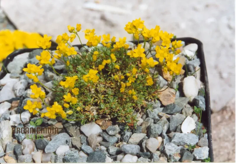 Draba Incerta Flower Seeds For Planting, Cultivating Subtle Alpine Beauty