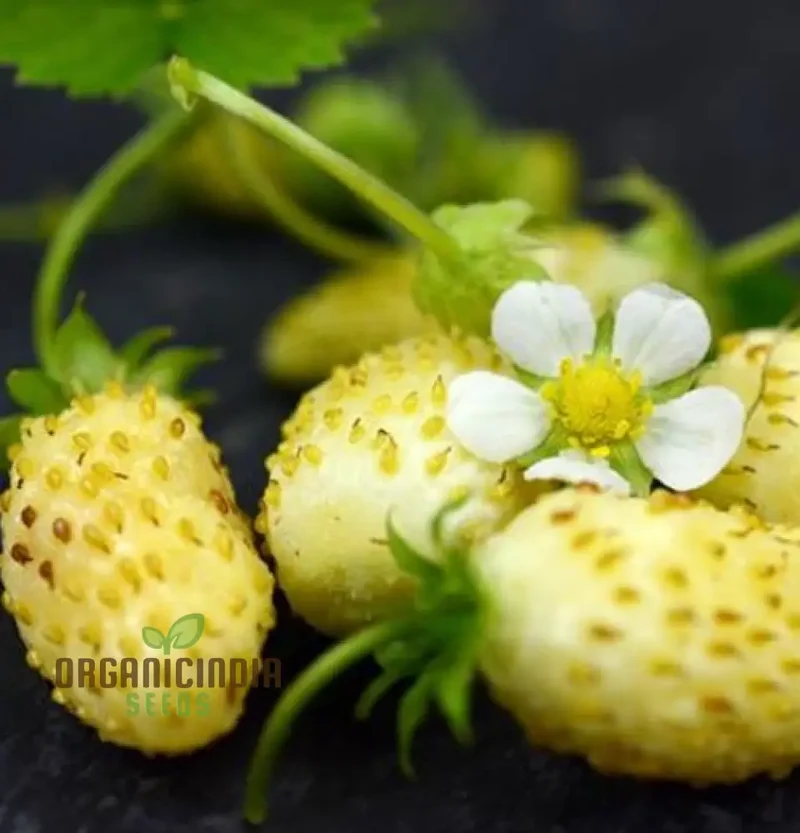 Strawberry 'White Delight' Seeds Premium Gardening Seeds for Your Garden