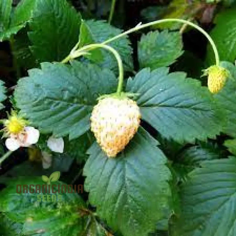 Strawberry 'White Delight' Seeds Premium Gardening Seeds for Your Garden