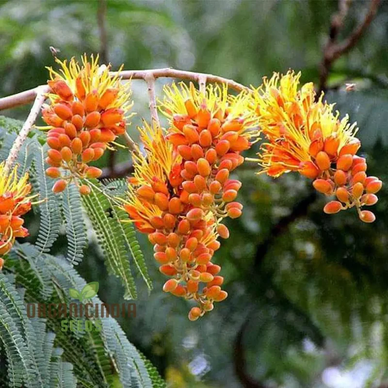 Colvillea Racemosa Seeds, Stunning and Rare Garden Addition, Premium Quality Gardening Seeds