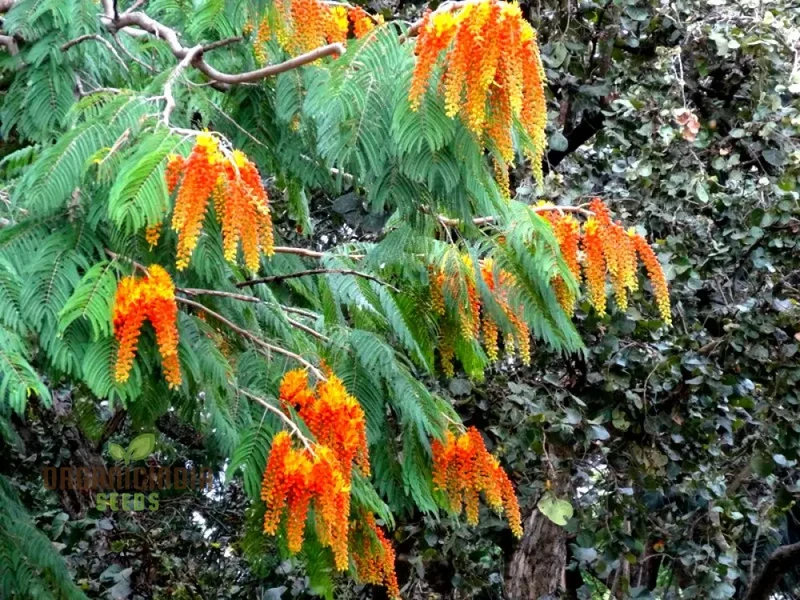 Colvillea Racemosa Seeds, Stunning and Rare Garden Addition, Premium Quality Gardening Seeds