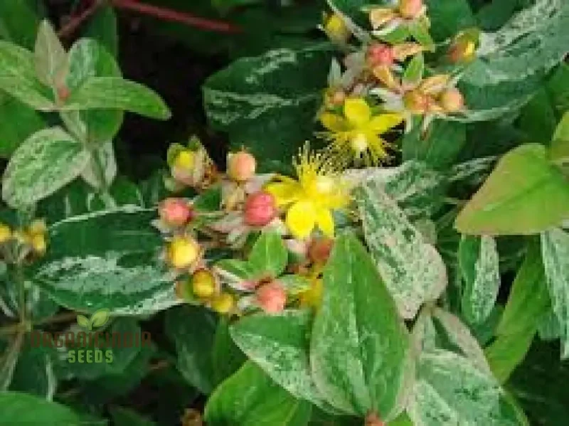 Hypericum 'Gladys Brabazon' Seeds - Hardy Perennial for Beautiful Gardens | Gardening Enthusiast's Choice