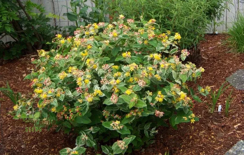 Hypericum 'Gladys Brabazon' Seeds - Hardy Perennial for Beautiful Gardens | Gardening Enthusiast's Choice