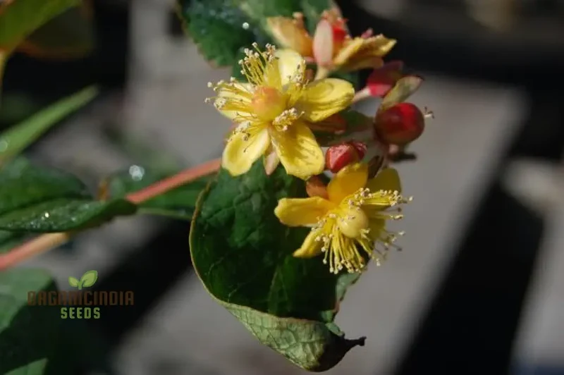 Hypericum 'Gladys Brabazon' Seeds - Hardy Perennial for Beautiful Gardens | Gardening Enthusiast's Choice