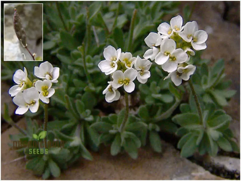 Draba Dubia Flower Seeds For Planting, Bringing Alpine Charm to Your Garden