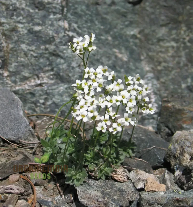 Draba Dubia Flower Seeds For Planting, Bringing Alpine Charm to Your Garden