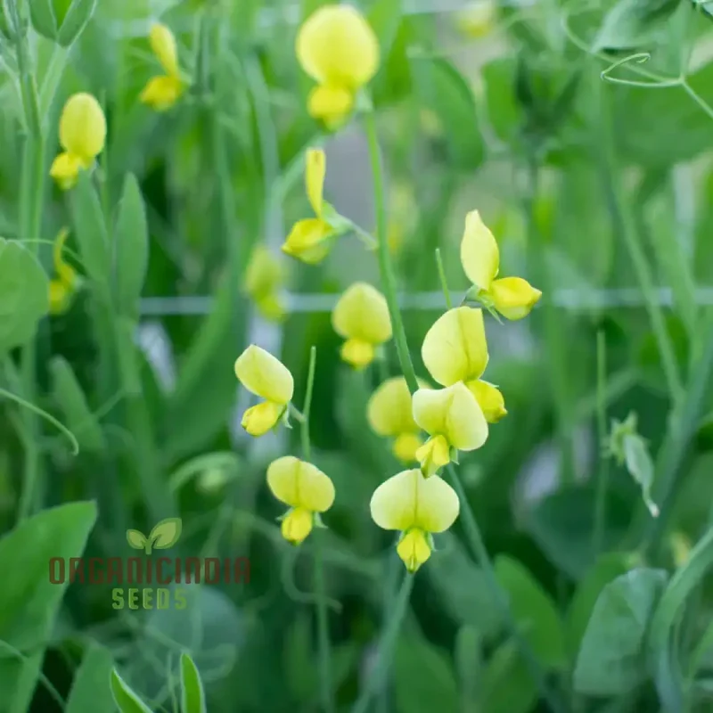 Lathyrus Chloranthus Seeds Elevate Your Gardening Experience with Unique, Stunning Blooms!