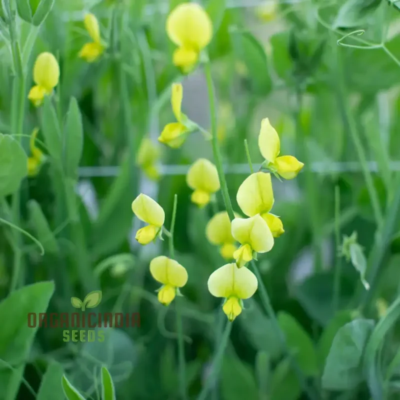 Lathyrus Chloranthus Seeds Elevate Your Gardening Experience with Unique, Stunning Blooms!