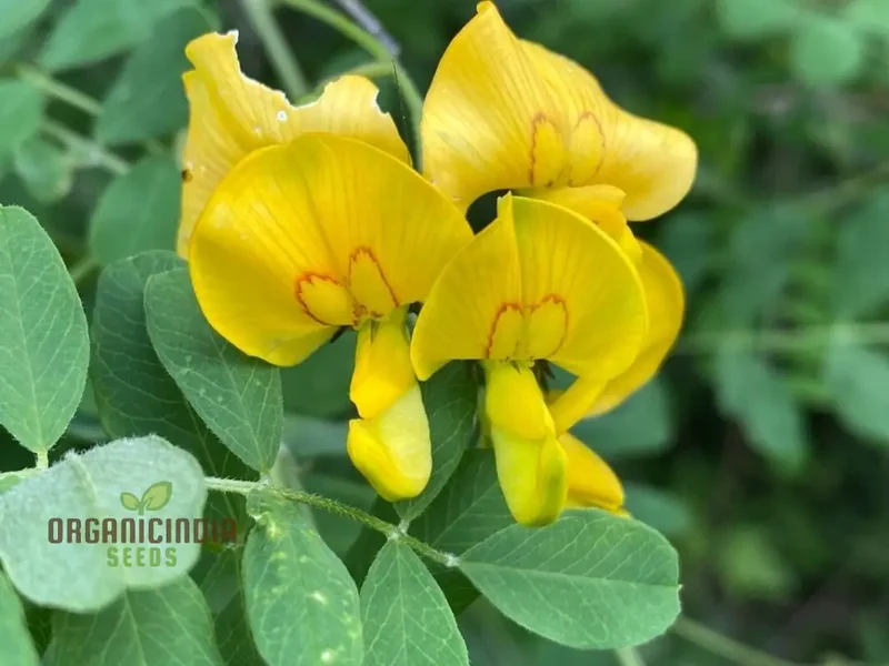 Colutea Arborescens Flower Seeds for Planting and Vibrant Garden, Premium Quality Gardening Seeds