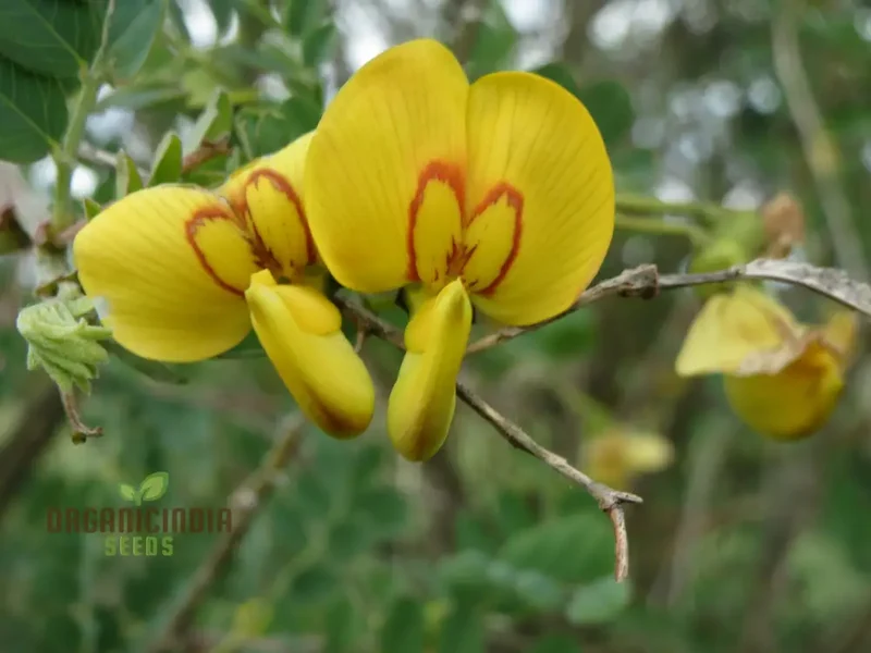 Colutea Arborescens Flower Seeds for Planting and Vibrant Garden, Premium Quality Gardening Seeds