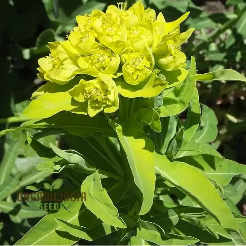 Euphorbia Cognata Seeds for Planting, Hardy Perennial Variety with Unique Foliage