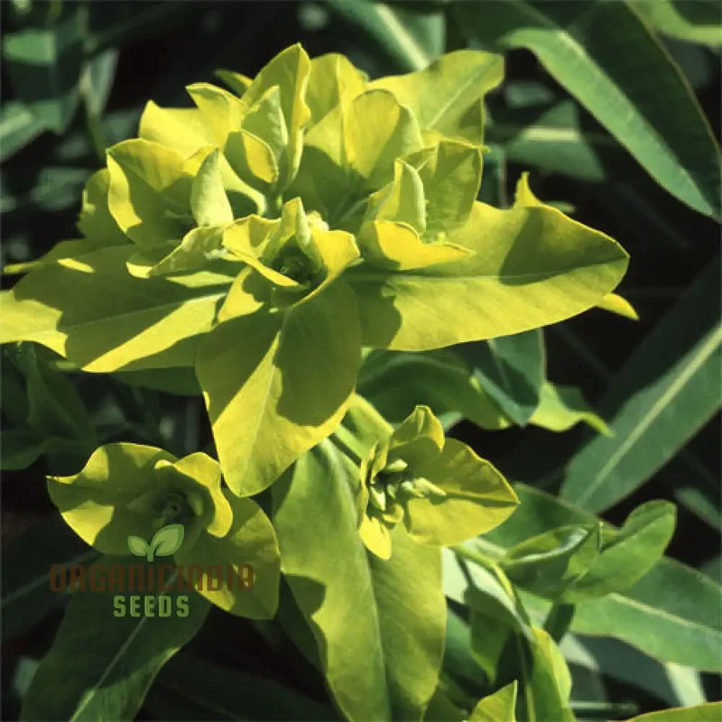 Euphorbia Cognata Seeds for Planting, Hardy Perennial Variety with Unique Foliage