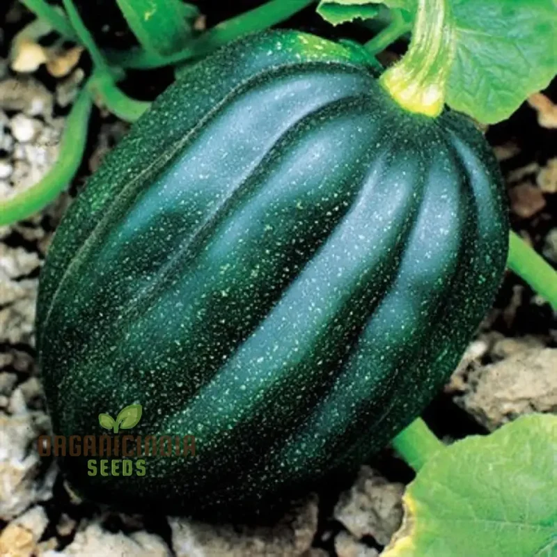 SQUASH TUFFY Seeds for Your Gardening Success | Buy Seeds Online