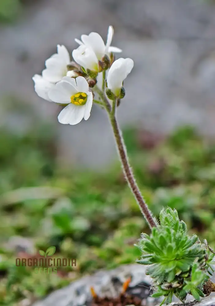 Draba Dedeania Flower Seeds For Planting, Delicate Blooms for Alpine Gardens