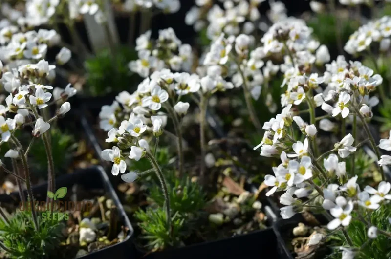 Draba Dedeania Flower Seeds For Planting, Delicate Blooms for Alpine Gardens
