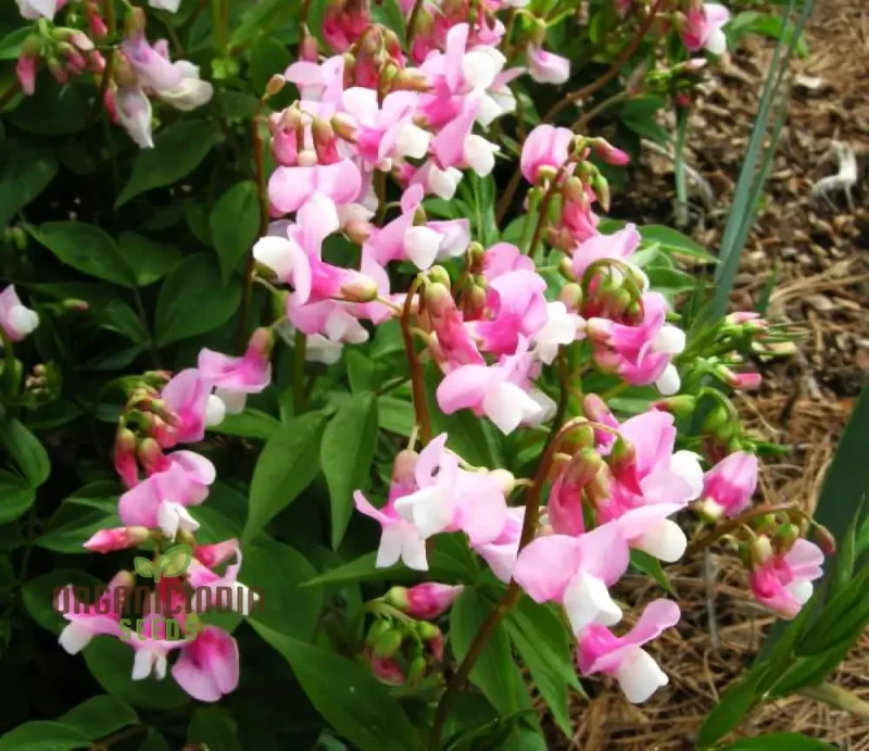 Lathyrus Vernus Albo Roseus Seeds Elevate Your Gardening Experience with Delicate Beauty and Timeless Elegance!