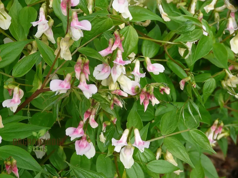 Lathyrus Vernus Albo Roseus Seeds Elevate Your Gardening Experience with Delicate Beauty and Timeless Elegance!