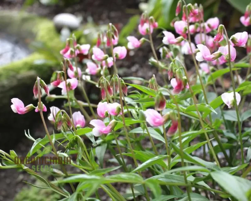 Lathyrus Vernus Albo Roseus Seeds Elevate Your Gardening Experience with Delicate Beauty and Timeless Elegance!