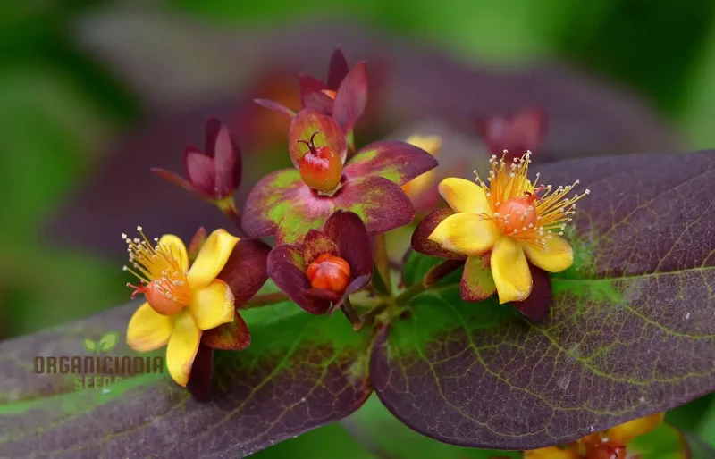 Hypericum Albury Purple Seeds - Vibrant Shrub for Stunning Garden Borders, Long-Lasting Blooms, and Low-Maintenance Landscaping