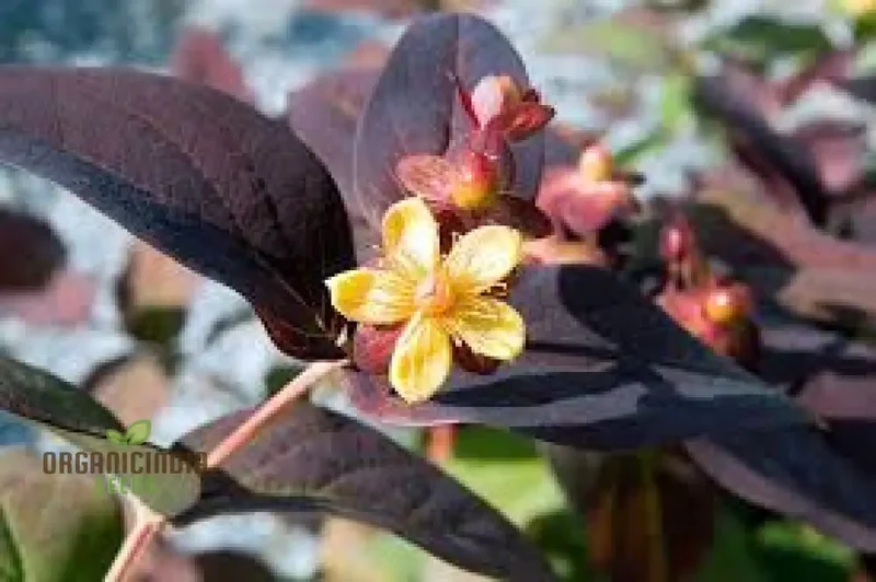 Hypericum Albury Purple Seeds - Vibrant Shrub for Stunning Garden Borders, Long-Lasting Blooms, and Low-Maintenance Landscaping