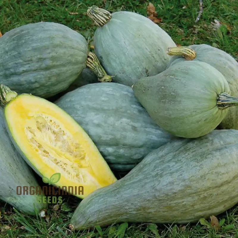 SQUASH SIBLEY Seeds - Premium Seeds for Your Garden