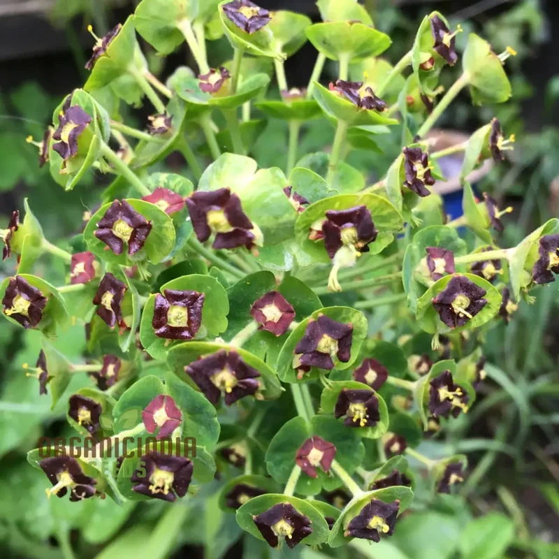 Euphorbia Characias 'Dwarf Black Pearl' Seeds - Planting Instructions Included