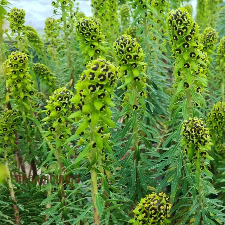 Euphorbia Characias 'Dwarf Black Pearl' Seeds - Planting Instructions Included