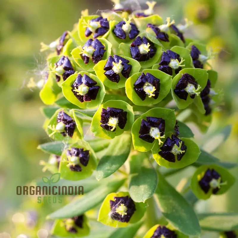 Euphorbia Characias 'Dwarf Black Pearl' Seeds - Planting Instructions Included