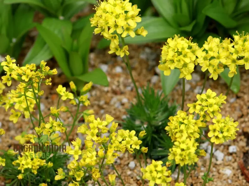 Draba Aizoides Flower Seeds For Planting, A Touch of Alpine Splendor