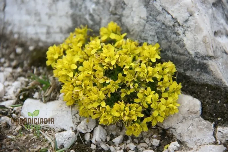 Draba Aizoides Flower Seeds For Planting, A Touch of Alpine Splendor