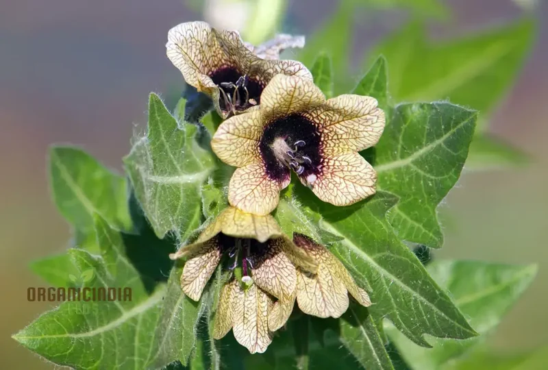 Hyoscyamus Niger (Black Henbane) Seeds - Exotic and Unique Herb for Your Garden