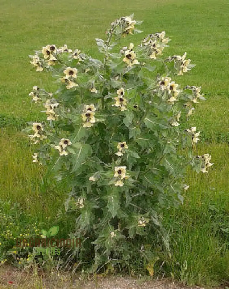 Hyoscyamus Niger (Black Henbane) Seeds - Exotic and Unique Herb for Your Garden