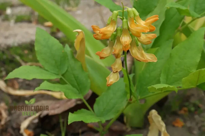 Lathyrus Aureus Seeds for a Flourishing Garden Experience-Embrace Nature's Beauty!